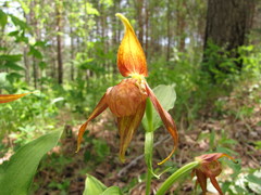 Cypripedium shanxiense