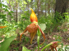 Cypripedium shanxiense