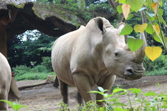 Ceratotherium simum
