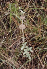 Marrubium incanum