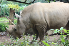 Ceratotherium simum