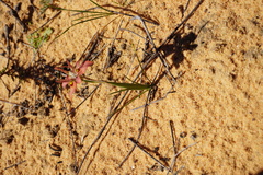 Moraea ciliata cuprina