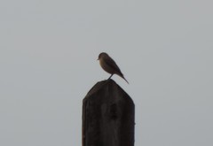 Phoenicurus ochruros