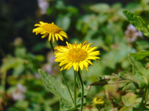 blšník červienkový (Pulicaria dysenterica)