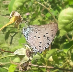 Pseudolycaena marsyas