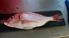 Pagellus erythrinus
