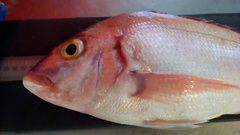 Pagellus erythrinus