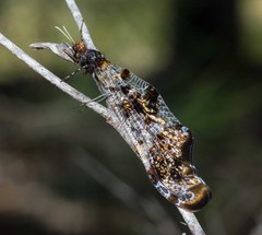 Periclystus circuiter