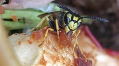 Vespula germanica