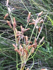 Fimbristylis castanea