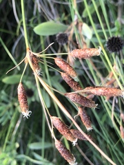 Fimbristylis castanea