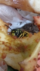 Vespula germanica