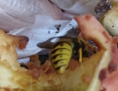 Vespula germanica