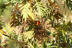 Piranga erythrocephala
