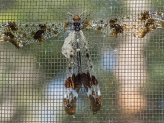 Periclystus circuiter