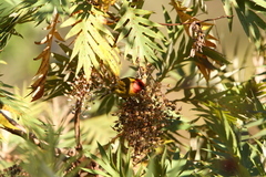 Piranga erythrocephala