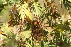 Piranga erythrocephala