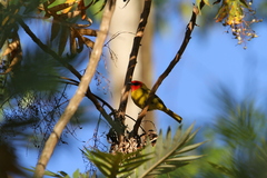 Piranga erythrocephala