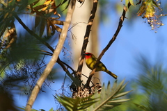 Piranga erythrocephala