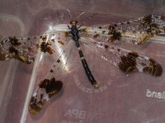 Periclystus circuiter