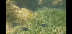 Stegastes