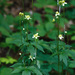 Tall Thimbleweed - Photo (c) Tom Potterfield, some rights reserved (CC BY-NC-SA)