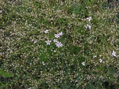 Gypsophila repens