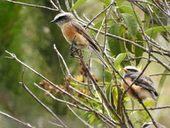 Ochthoeca oenanthoides