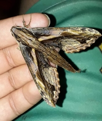 Xylophanes crenulata