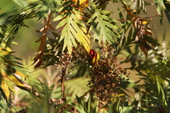 Piranga erythrocephala