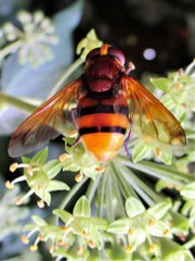 Volucella zonaria