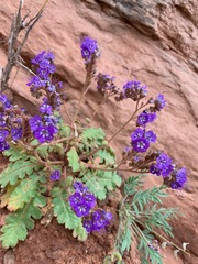 Phacelia howelliana