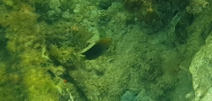 Stegastes planifrons