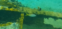 Ocyurus chrysurus