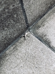 Arachosia praesignis