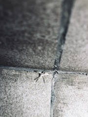 Arachosia praesignis