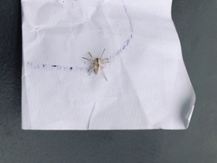 Arachosia praesignis