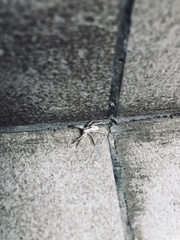 Arachosia praesignis