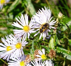 Helophilus lapponicus