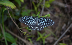 Graphium megarus