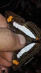 Adelpha iphiclus iphiclus