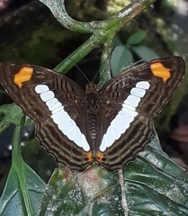 Adelpha iphiclus iphiclus