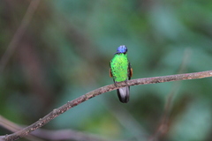 Oaxaca Hummingbird photo 5