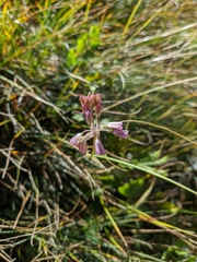 Allium paniculatum