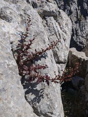 Scrophularia rupestris