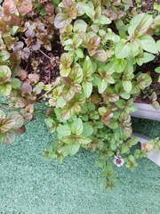 Mentha aquatica