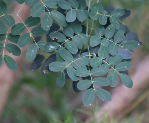 Mexican holdback