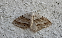 Perizoma parallelolineatum