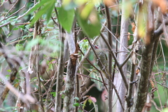 Colaptes auricularis