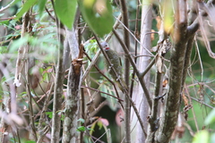 Colaptes auricularis